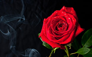 Roses,   smoke,  Drops,  Wet